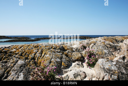 Rosa Meer Sparsamkeit wächst auf der Insel Coll-Schottland Stockfoto