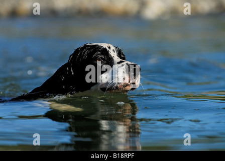 Springer Spaniel Felker See, in der Nähe von Williams Lake, British Columbia, Kanada Stockfoto