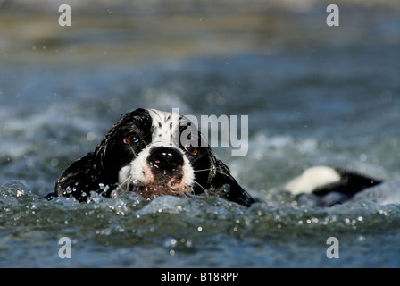 Springer Spaniel Felker See, in der Nähe von Williams Lake, British Columbia, Kanada Stockfoto