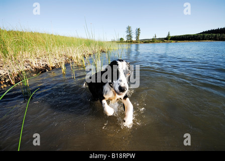 Springer Spaniel Felker See, in der Nähe von Williams Lake, British Columbia, Kanada Stockfoto