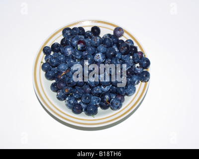 HEIDELBEEREN REIFEN IM FRÜHJAHR IN DEN SÜDÖSTLICHEN VEREINIGTEN STAATEN Stockfoto