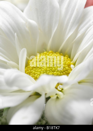 Detail des Zentrums der Gänseblümchen/Chrysantheme hautnah Stockfoto