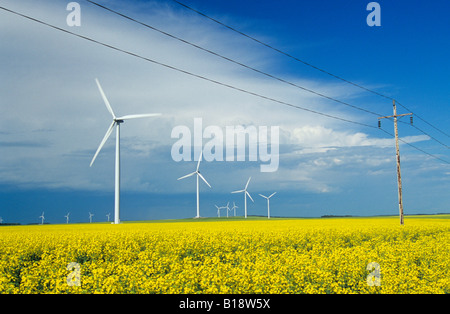 Windkraftanlagen Sie in Raps Feld mit Stromleitungen im Vordergrund, in der Nähe von St. Leon, Manitoba, Kanada. Stockfoto