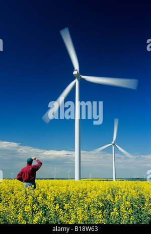 ein Bauer blickt auf Windkraftanlagen und seine Blüte Bühne Raps/Raps Ernte, St. Leon, Manitoba, Kanada. Stockfoto