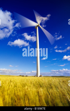 Wind-durchgebrannten Frühling Weizen und Wind Turbine, St. Leon, Manitoba, Kanada. Stockfoto