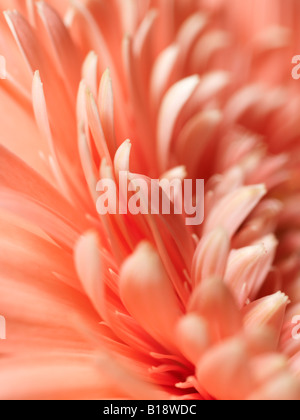 Nahaufnahme von Pfirsich farbigen Chrysanthemum Blütenblätter Stockfoto