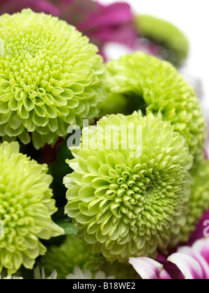 Nahaufnahme von einem Bouquet von große grüne Chrysanthemen einige rosa Blüten in soft-Fokus im Hintergrund sichtbar Stockfoto
