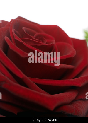 einzelne rote Rose Nahaufnahme Stockfoto