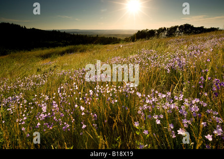 Wildblumen am kahlen Butte, Cypress Hills Interprovincial Park, Saskatchewan, Kanada. Stockfoto