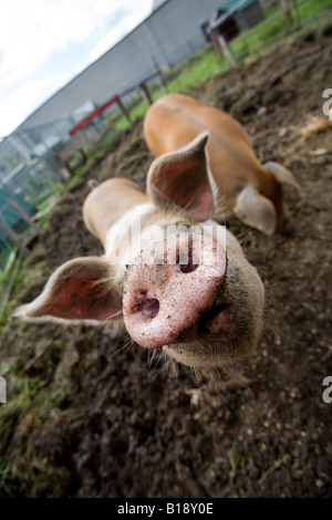 Tiere im Streichelzoo Schweine Schwein, Rougemont, Quebec, Kanada. Stockfoto
