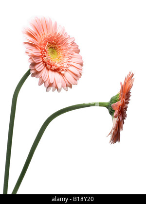 2 rosa Gerbera gegen einen weißen Hintergrund, im Seitenprofil, eine vollständige anzeigen aber geneigt, die richtige, lange Stiele zeigen Stockfoto