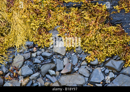 Seetang bei Ebbe Blue Rocks, Nova Scotia, Canada. Stockfoto