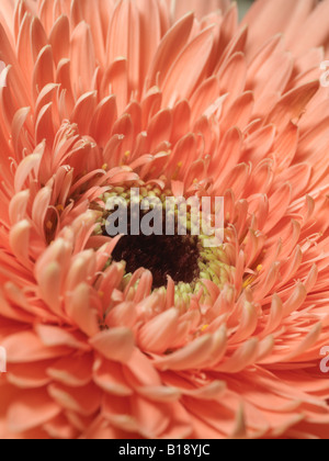 Schuss von Pfirsich farbigen Chrysanthemen-Blüte Nahaufnahme Stockfoto