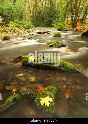 Ein Strom fließt durch den Regenwald auf Goldstream Provincial Park in der Nähe von Victoria, British Columbia, Kanada. Stockfoto