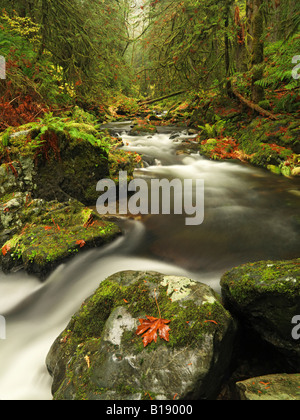 Ein Strom fließt durch den Regenwald auf Goldstream Provincial Park in der Nähe von Victoria, British Columbia, Kanada. Stockfoto