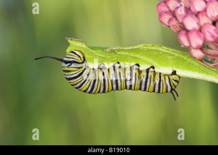 Der Monarchfalter (Danaus Plexippus) Raupe Fütterung in Etobicoke, Ontario, Kanada. Stockfoto