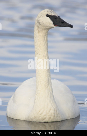 Ein Trompeter Schwan (Cygnus Buccinator) in Victoria, British Columbia, Kanada. Stockfoto