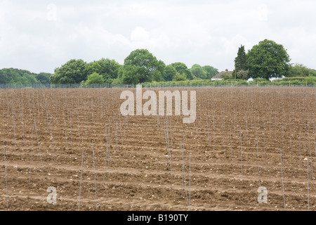 Hattingley Tal Weinberg kurz nach der Pflanzung der Reben Mai 2008. Stockfoto