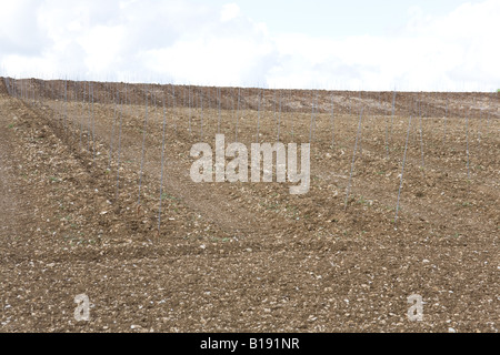 Hattingley Tal Weinberg kurz nach der Pflanzung der Reben Mai 2008. Stockfoto