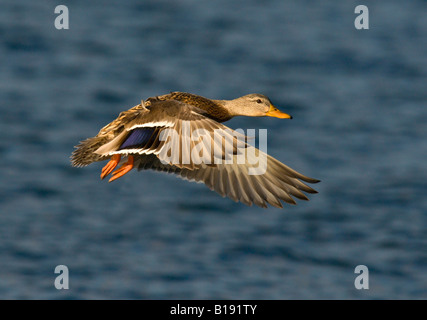 Weibliche Stockente im Flug in Esquimalt Lagune, Victoria, Britisch-Kolumbien, Kanada. Stockfoto