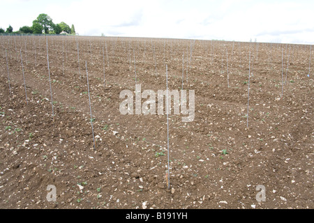 Hattingley Tal Weinberg kurz nach der Pflanzung der Reben Mai 2008. Stockfoto