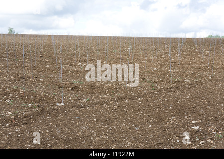 Hattingley Tal Weinberg kurz nach der Pflanzung der Reben Mai 2008. Stockfoto