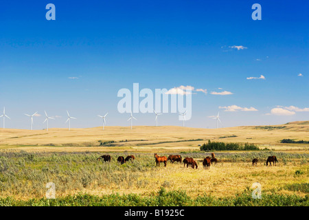 Pferde grasen vor Windkraftanlagen, Pincher Creek, British Columbia, Kanada. Stockfoto