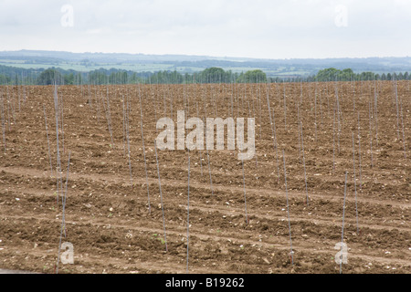 Hattingley Tal Weinberg kurz nach der Pflanzung der Reben Mai 2008. Stockfoto