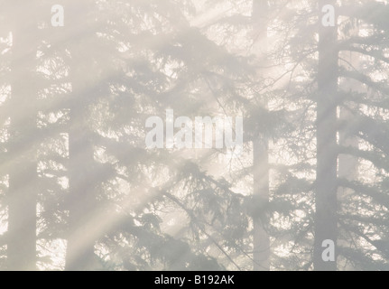 Nebel durch weiße Fichte, Mountain View County, Alberta, Kanada. Stockfoto