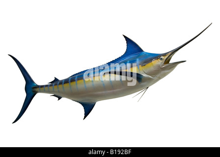 Montierten Drop-out Blue Marlin (Makaira Nigricans) Stockfoto