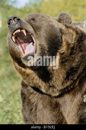 Captive Kodiak Grizzly Bear. Stockfoto