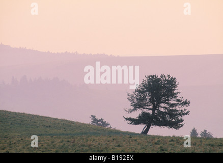 Protze Kiefer (Pinus Flexilis) auf Hügel, Porcupine Hills, Alberta, Kanada. Stockfoto