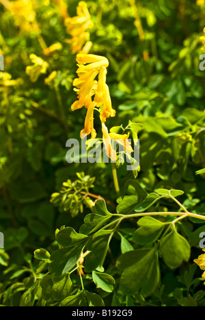Corydalis Lutea gelbe Wildblume Stockfoto