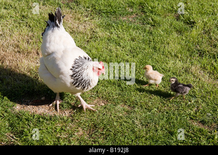 Baby Hühner, Küken und Glucke, Hampshire, England Stockfoto