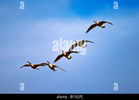 Eine Herde von Kanadagans (Branta Canadensis) landet auf einer Prärie Slough, Saskatchewan, Kanada. Stockfoto