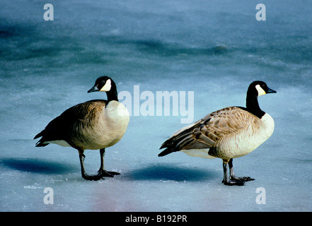 Kanada Gänse (Branta Canadensis) paar Rückkehr zu ihren Nistplätzen im zeitigen Frühjahr, Alberta, Kanada. Stockfoto