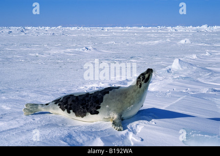 Erwachsenen Grönlandrobbe (Phoca Groenlandica), Magdalena Isalnds, St.-Lorenz-Golf, Kanada Stockfoto