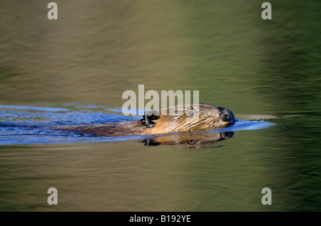 Amerikanischer Biber (Castor Canadensis) schwimmen nach seiner Hütte, Saskatchewan, Kanada Stockfoto