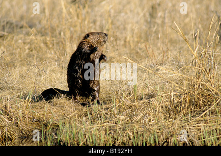 Amerikanischer Biber (Castor Canadensis), Saskatchewan, Kanada. Stockfoto