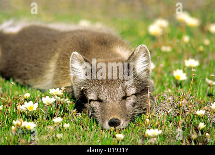 Polarfuchs (Alopex Lagopus) im Sommer Fell, schlafen auf einer Tundra Mountain Avens (Dryas Integrifolia), Arktis, Kanada. Stockfoto