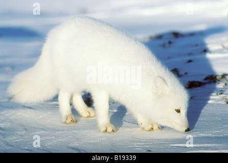 Erwachsenen Polarfuchs (Alopex Lagopus) auf Futtersuche auf die Küstenlinie, Hudson Bay, arktischen Manitoba, Kanada Stockfoto