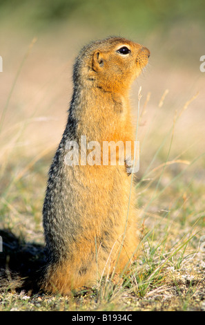 Arktischer Ziesel (Spermophilus Parryii), Barrenlands, Nunavut, arktischen Kanada. Stockfoto