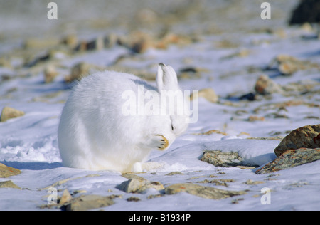 Erwachsenen Schneehasen (Lepus Arcticus) Pflege seiner Pfote, Nordkanada Ellesmere Insel, Nunavut, Arktis Stockfoto