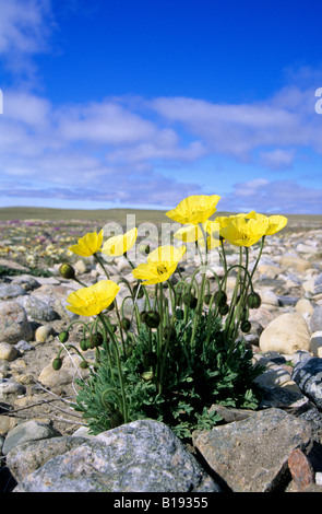 Arktische Mohn (Papaver Radicatum) der Sonne zu folgen, wie es bewegt sich über den Himmel, Victoria-Insel, Nunavut, Kanada Arktis Stockfoto