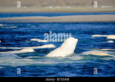 Erwachsenen Beluga-Wale (Delphinapterus Leucas) kratzen ihre Haut auf den Kiesboden ein Süßwasser-Delta bei der ein Stockfoto