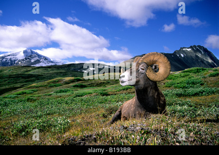 Dickhornschafe ram (Ovis Canadensis) im Sommer Sortiment, Wilcox Pass, Banff Nationalpark, Kanada. Stockfoto