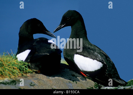 Hof schwarze Trottellummen (Cepphus Grylle), Neufundland, Kanada Stockfoto