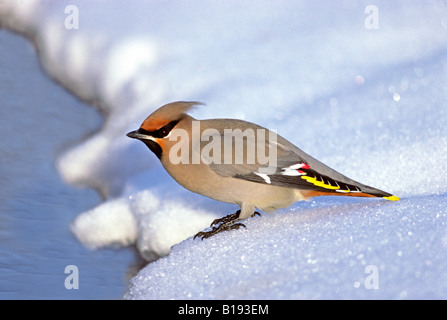 Böhmische Seidenschwanz (Bombycilla Garrulus) Futter für aquatische Insekten neben einer Winter-Stream, Alberta, Kanada. Stockfoto