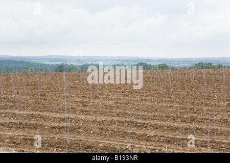 Hattingley Tal Weinberg kurz nach der Pflanzung der Reben Mai 2008. Stockfoto