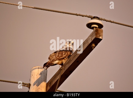 Grobe vierbeinigen Hawk thront auf Elektromasten Stockfoto